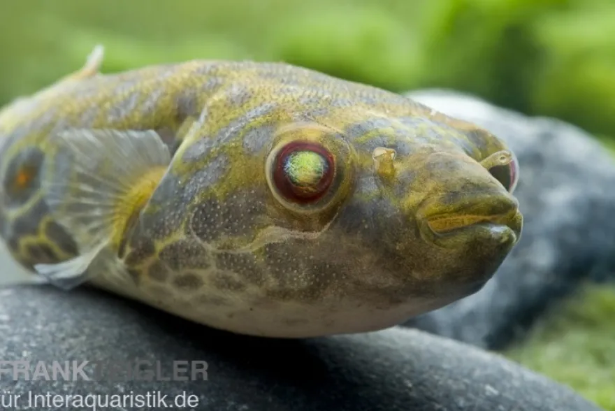 Kurznasiger Leierkugelfisch, Tetraodon leiurus