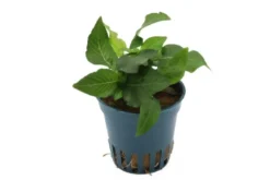 Kurzstängeliger Wasserfreund, Hygrophila corymbosa "Kompakt", im Topf