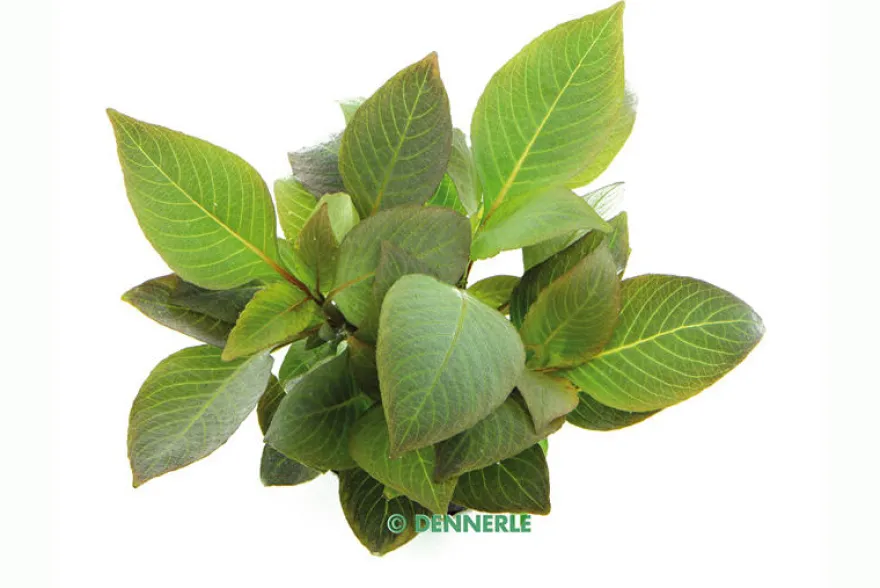 Kurzstängeliger Wasserfreund, Hygrophila corymbosa "Kompakt", im Topf