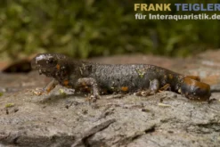 Kweichow-Feuerbauchmolch, Cynops cyanurus