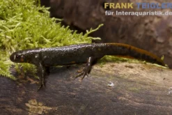 Kweichow-Feuerbauchmolch, Cynops cyanurus