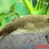 Kweichow-Flossensauger, Beaufortia kweichowensis, 4-6 cm