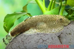 Kweichow-Flossensauger, Beaufortia kweichowensis, 4-6 cm