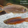 Kyathitbärbling, Danio kyathit Fire Ring (Minifisch), DNZ