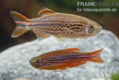 Kyathitbärbling, Danio kyathit Fire Ring (Minifisch), DNZ