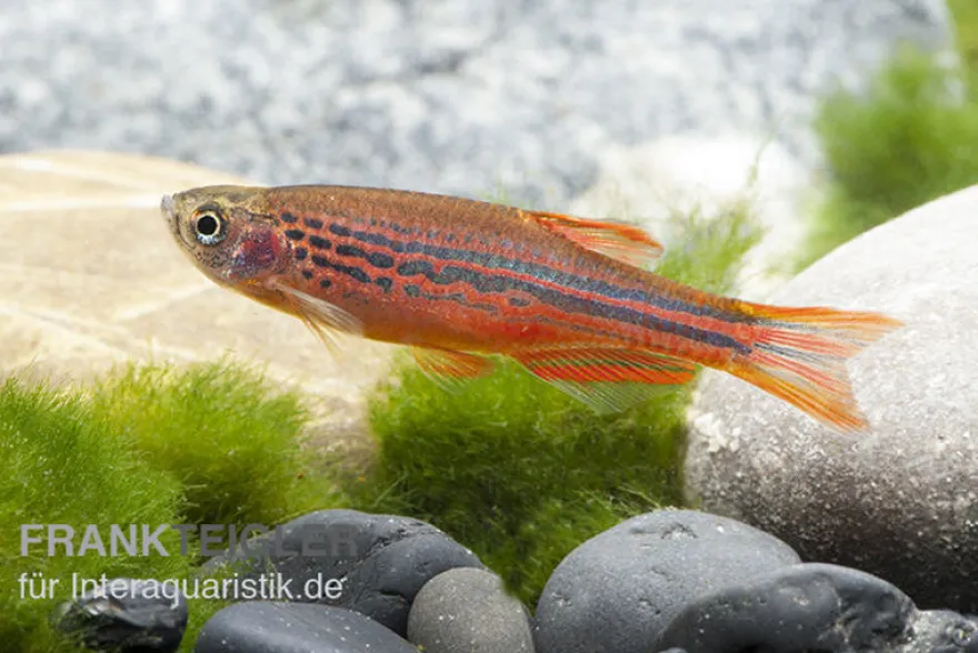 Kyathitbärbling, Danio kyathit Fire Ring (Minifisch), DNZ