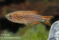 Kyathitbärbling, Danio kyathit Fire Ring (Minifisch), DNZ