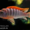 Labidochromis hongi "Red Top Schweden", extra rot, DNZ