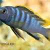 Labidochromis spec. MBAMBA BAY, 4-5 cm DNZ