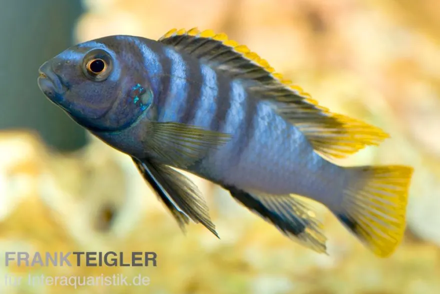 Labidochromis spec. MBAMBA BAY, 4-5 cm DNZ