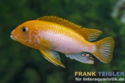 Labidochromis sunflower, Labidochromis hongi sunflower