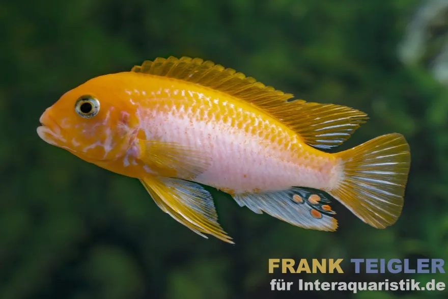 Labidochromis sunflower, Labidochromis hongi sunflower