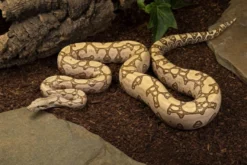 Labyrinth-Abgottschlange, Boa constrictor