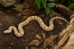 Labyrinth-Abgottschlange, Boa constrictor