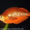 Lachsroter Regenbogenfisch, Glossolepis incisus