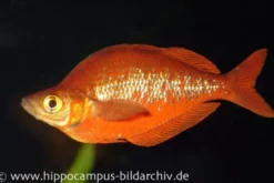 Lachsroter Regenbogenfisch, Glossolepis incisus
