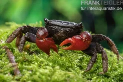 Laeve-Krabbe, Neosarmatium laeve, Zufällig ausgewählt