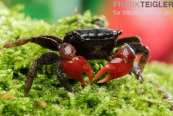 Laeve-Krabbe, Neosarmatium laeve, Zufällig ausgewählt