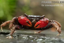 Laeve-Krabbe, Neosarmatium laeve, Zufällig ausgewählt