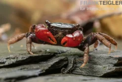 Laeve-Krabbe, Neosarmatium laeve, Zufällig ausgewählt
