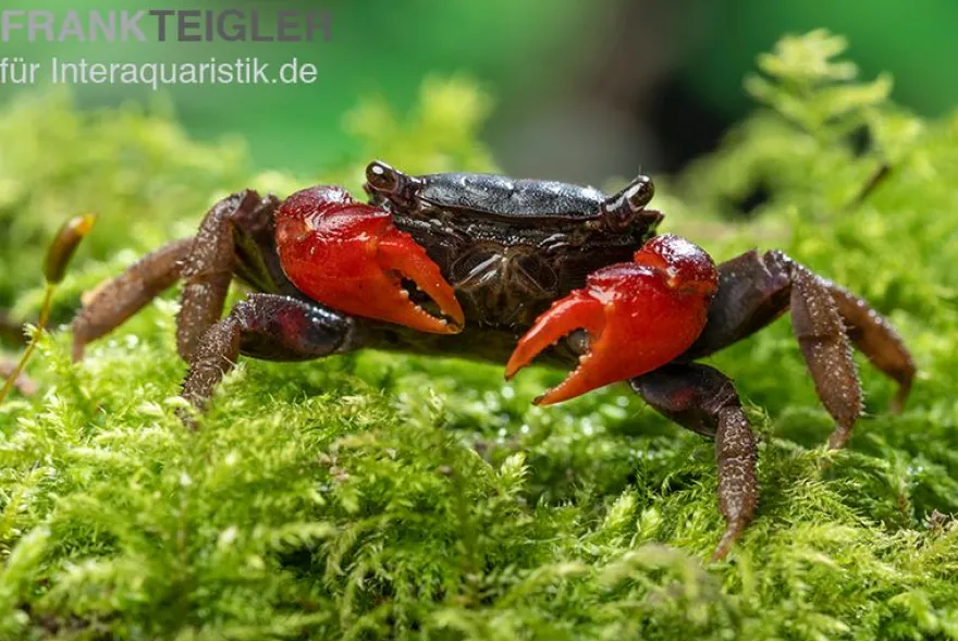 Laeve-Krabbe, Neosarmatium laeve, Zufällig ausgewählt