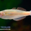 Lake-Kurumoi-Regenbogenfisch, Melanotaenia parva
