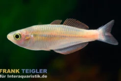Lake-Kurumoi-Regenbogenfisch, Melanotaenia parva