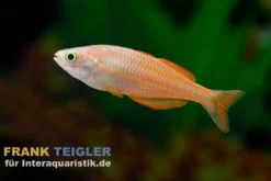 Lake-Kurumoi-Regenbogenfisch, Melanotaenia parva