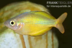Lake Tebera Regenbogenfisch, Melanotaenia herbertaxelrodi, 4-5 cm NZ