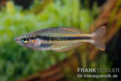 Lake Tebera Regenbogenfisch, Melanotaenia herbertaxelrodi, 4-5 cm NZ