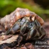 Landeinsiedlerkrebs, Coenobita compressus (Pazifik-Landeinsiedlerkrebs)