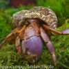 Landeinsiedlerkrebs, Coenobita brevimanus (Großscheren-Landeinsiedlerkrebs)