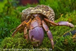 Landeinsiedlerkrebs, Coenobita brevimanus (Großscheren-Landeinsiedlerkrebs)