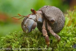 Landeinsiedlerkrebs, Coenobita rugosus (Zirpender Landeinsiedlerkrebs)