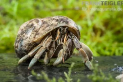 Landeinsiedlerkrebs, Coenobita rugosus (Zirpender Landeinsiedlerkrebs)