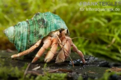 Landeinsiedlerkrebs, Coenobita rugosus (Zirpender Landeinsiedlerkrebs)