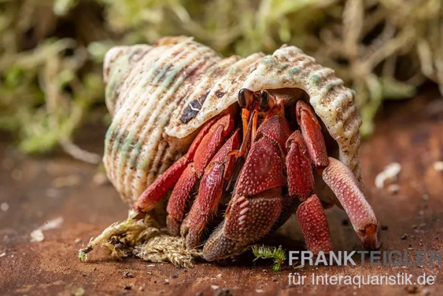 Landeinsiedlerkrebs, Coenobita rugosus (Zirpender Landeinsiedlerkrebs)