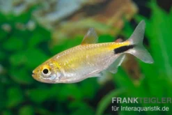 Langflossensalmler, Bryconalestes longipinnis, 4-6 cm