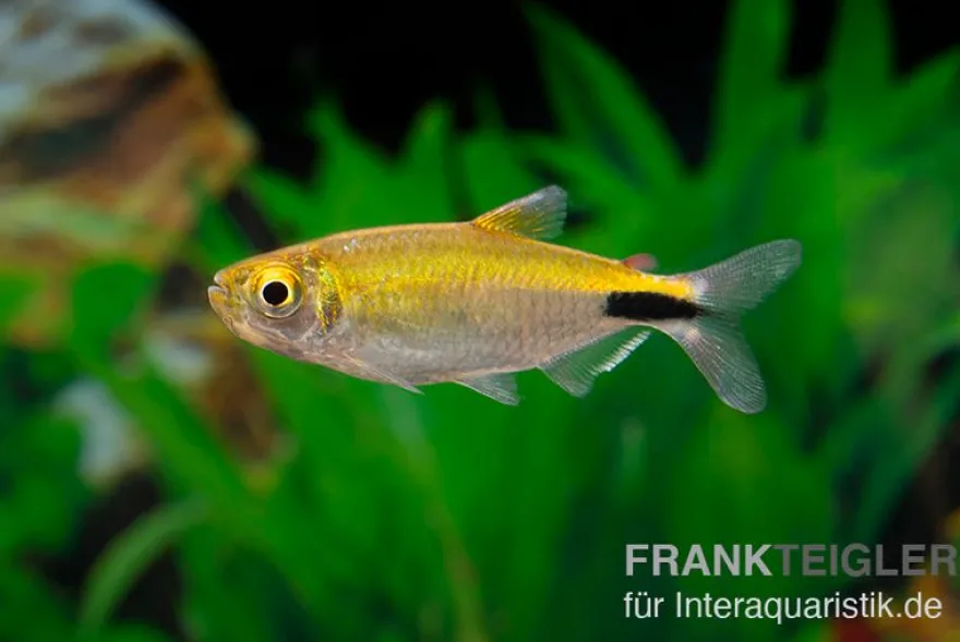 Langflossensalmler, Bryconalestes longipinnis, 4-6 cm