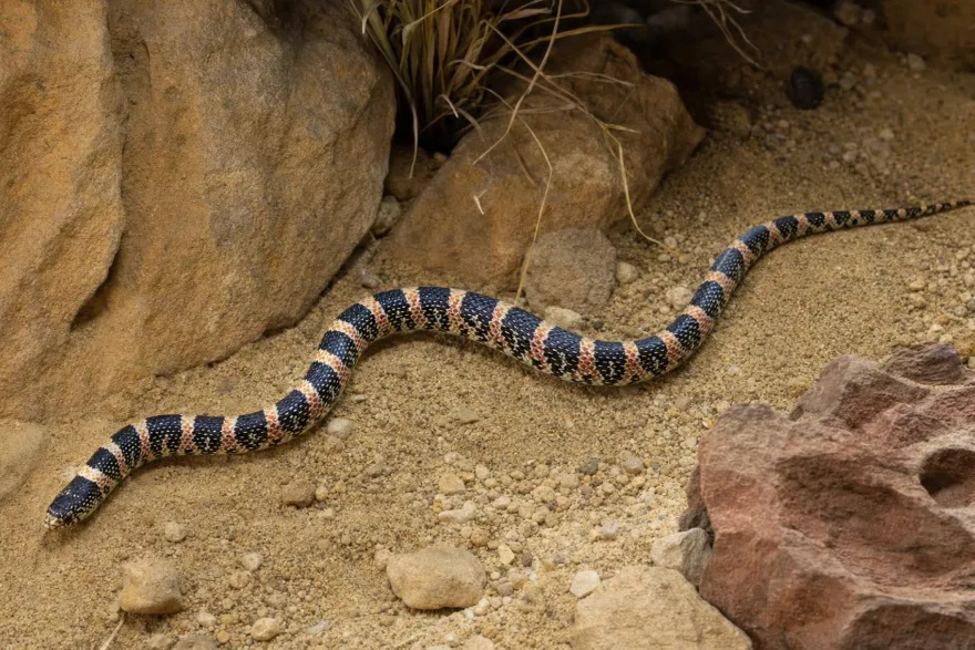 Langnasennatter, Rhinocheilus lecontei