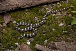 Langnasennatter, Rhinocheilus lecontei