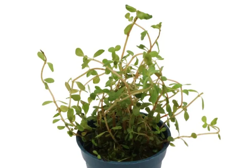 Laos-Rotala, Rotala rotundifolia "Laos", im Topf
