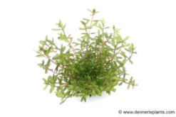 Laos-Rotala, Rotala rotundifolia