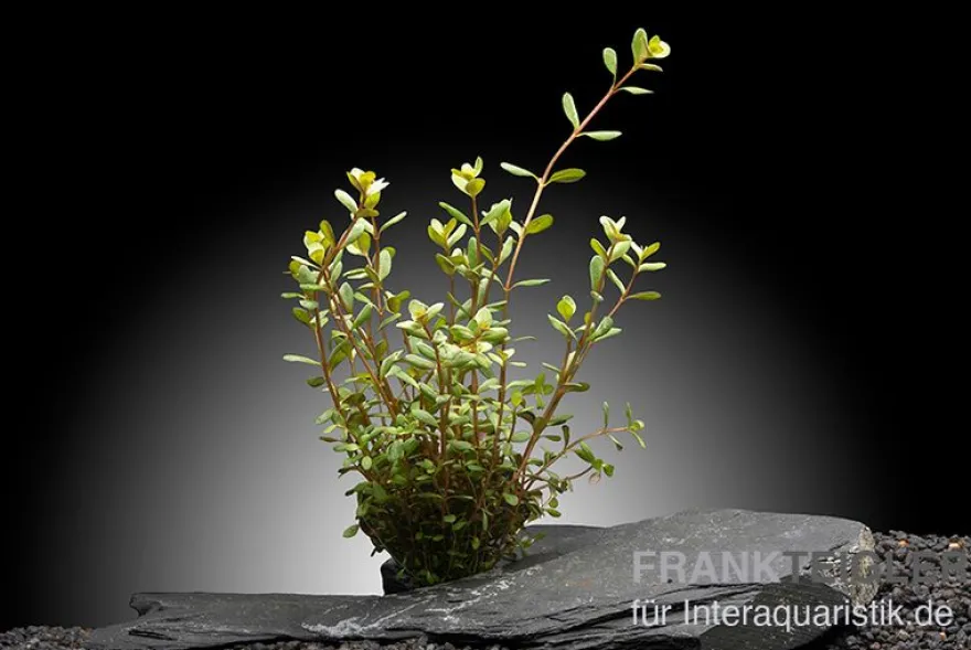 Laos-Rotala, Rotala rotundifolia "Laos", im Topf