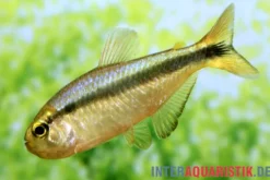 Lapis-Tetra, Hyphessobrycon cyanotaenia