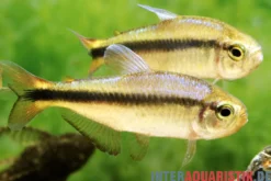 Lapis-Tetra, Hyphessobrycon cyanotaenia