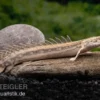 Lapradei-Flösselhecht, Polypterus lapradei, 20-30 cm