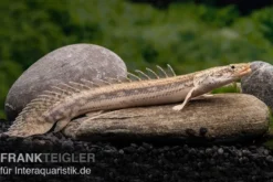 Lapradei-Flösselhecht, Polypterus lapradei, 20-30 cm