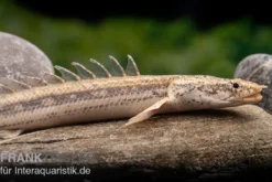 Lapradei-Flösselhecht, Polypterus lapradei, 20-30 cm