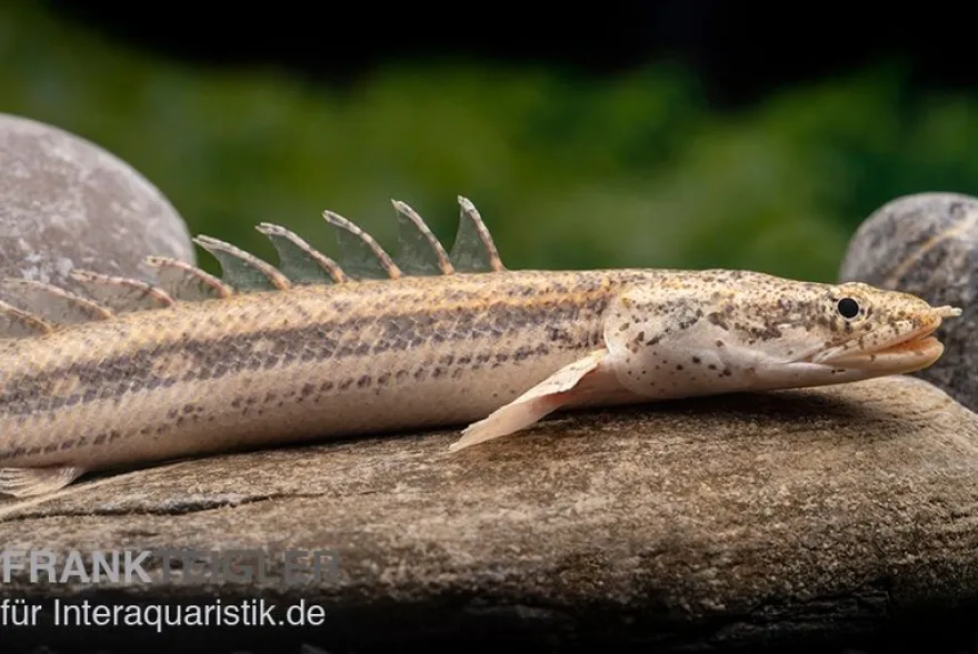 Lapradei-Flösselhecht, Polypterus lapradei, 20-30 cm